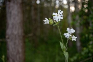Knotovka bílá / silenka širokolistá bílá (Silene latifolia subsp. alba) – NeilSaxon / Shutterstock