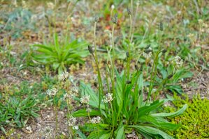 Jitrocel kopinatý (Plantago lanceolata) – tm_zml / Shutterstock