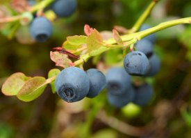 Borůvka černá (Vaccinium myrtillus) – Maryna Pleshkun / Shutterstock