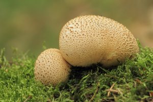 Pestřec obecný (Scleroderma citrinum) – Bildagentur Zoonar GmbH / Shutterstock