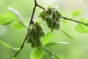 Jilm vaz (Ulmus laevis), detail větvičky s listy a semeny – Tibesty / Shutterstock