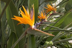 Květy strelície královské (Strelitzia reginae) – bunnyphoto / Shutterstock