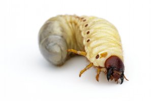 Larva brouka z podčeledi nosorožíků – yod67 / Shutterstock
