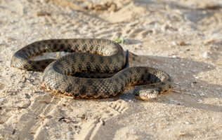 Užovka podplamatá (Natrix tessellata) – torook / Shutterstock