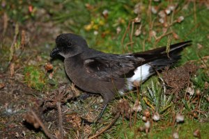 Buřňáček malý (Hydrobates pelagicus) – Agami Photo Agency / Shutterstock