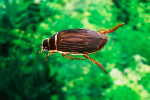 Potápník vroubený (Dytiscus marginalis) – slowmotiongli / Shutterstock