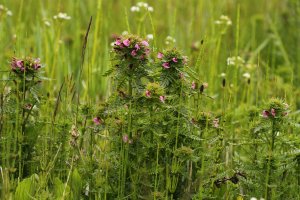 Všivec bahenní (Pedicularis palustris) – Katarzyna Baranska / Shutterstock