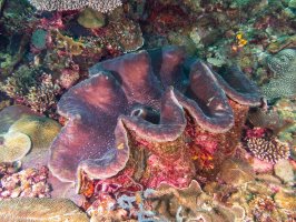 Zéva obrovská (Tridacna gigas) – alonanola / Shutterstock
