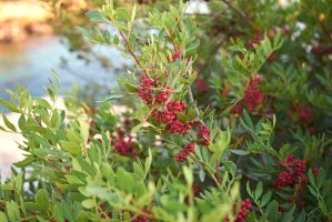 Řečík lentišek (Pistacia lentiscus), detail keře s listy a plody – simona pavan / Shutterstock