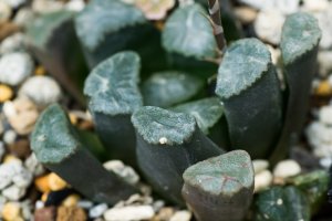 Haworthia maughanii – shihina / Shutterstock