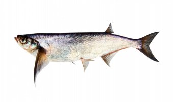 Ostrucha křivočará (Pelecus cultratus) – Maximillian cabinet / Shutterstock