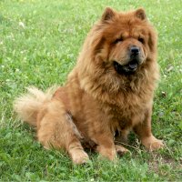 Čau-čau – Bokstaz / Shutterstock