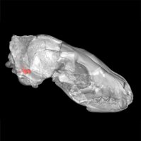 Hesperocyon gregarius, 3D sken lebky – Profimedia.CZ