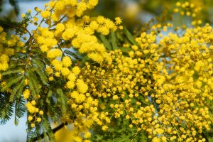Kvetoucí mimoza (Acacia pycnantha), Itálie – OllyPlu / Shutterstock