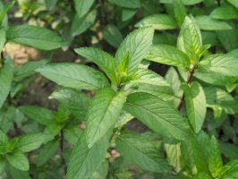 Máta peprná (Mentha piperita) – Claudio Divizia / Shutterstock