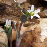 Plevel okoličnatý (Holosteum umbellatum) – cmac2009 / Shutterstock