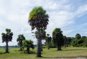 Palma z rodu palmyra (Borassus) – Arrow eye / Shutterstock