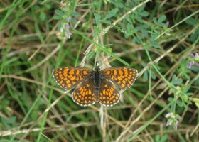 Hnědásek jitrocelový (Melitaea athalia) – Traveller MG / Shutterstock