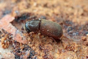 Lýkohub matný (Polygraphus polygraphus) – Tomasz Klejdysz / Shutterstock