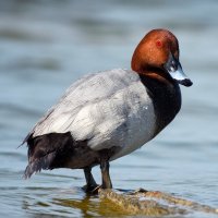 Polák velký (Aythya ferina) – WildlifeWorld / Shutterstock