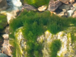 Zelená řasa Ulothrix zonata, jezero Bajkal, Rusko – fibPhoto / Shutterstock