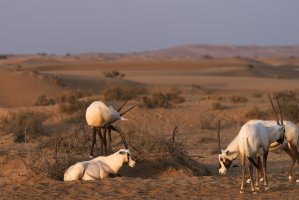 Přímorožec onyx (Oryx gazella) – jjaf / Shutterstock