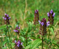 Černohlávek obecný (Prunella vulgaris) – ArtKio / Shutterstock