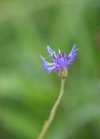 Kvetoucí locika tatarská (Lactuca tatarica; syn. Mulgedium tataricum) – ASGOLD / Shutterstock
