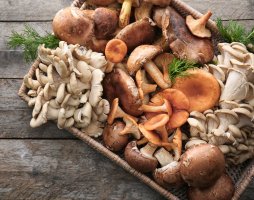 Plodnice různých druhů hub – Africa Studio / Shutterstock