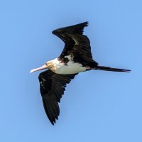 Fregatka Andrewsova (Fregata andrewsi) – lessysebastian / Shutterstock