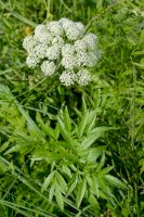 Rozpuk jízlivý (Cicuta virosa) – Irina Borsuchenko / Shutterstock