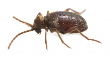 Vrtavec zhoubný (Ptinus fur) – Henrik Larsson / Shutterstock