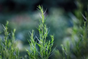 Pelyněk kozalec neboli estragon (Artemisia dracunculus) – Maria Tebriaeva / Shutterstock