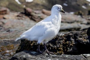Štítonos světlezobý (Chionis albus) – Jo Crebbin / Shutterstock