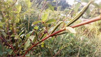 Corchorus capsularis – Snehalata / Shutterstock