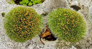 Děrkavka poduškovitá (Grimmia pulvinata) – Avi Hristova / Shutterstock