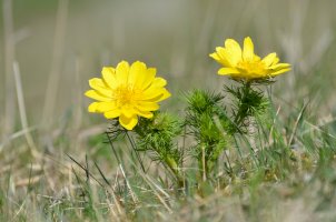Hlaváček jarní (Adonis vernalis) – Cristian Gusa / Shutterstock