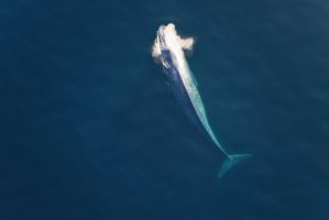 Plejtvák obrovský (Balaenoptera musculus) – ADW / Depositphotos