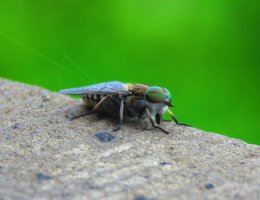 Střeček hovězí (Hypoderma bovis) z čeledi střečkovitých – Przemyslaw Muszynski / Shutterstock