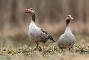 Husa velká (Anser anser) – Piotr Krzeslak / Shutterstock