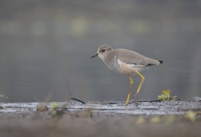 Keptuška běloocasá (Vanellus leucurus) – tahirsphotography / Shutterstock