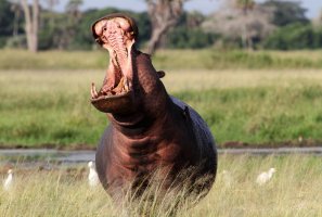 Samec hrocha bránící hranice svého teritoria – Nick Greaves / Shutterstock