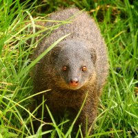 Promyka mungo (Herpestes edwardsi) – Aranjani / Shutterstock