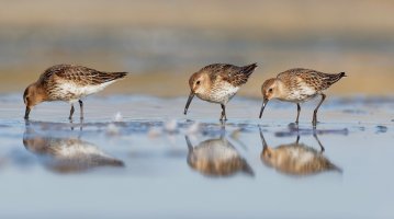 Jespák obecný (Calidris alpina) z čeledi slukovitých (Scolopacidae) – Toni Genes / Shutterstock