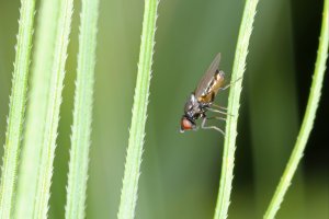 Bzunka ječná (Oscinella frit) z čeledi zelenuškovitých – Tomasz Klejdysz / Shutterstock