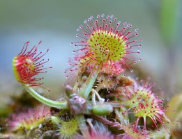 Masožravá rostlina rosnatka okrouhlolistá (Drosera rotundifolia) – Ryzhkov Sergey / Shutterstock