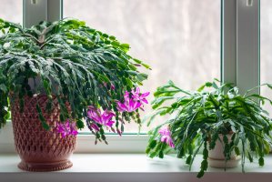 Kvetoucí vánoční kaktus (Schlumbergera truncata; dříve Epiphyllum) – Nadya So / Shutterstock