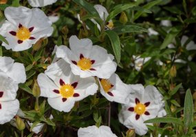 Cist ladanový (Cistus ladanifer) – Svetlana Zhukova / Shutterstock