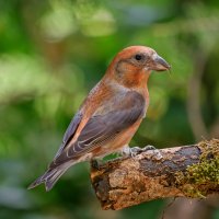 Křivka obecná (Loxia curvirostra), samec – clarst5 / Shutterstock