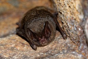 Netopýr černý (Barbastella barbastellus) – Michal Pesata / Shutterstock